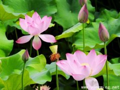 岳麓區官網搭建公司注意事項